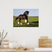 Prancing Clydesdale Poster (Keuken)