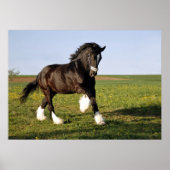 Prancing Clydesdale Poster (Voorkant)