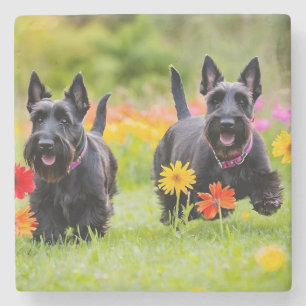Prancing Schotse Terriers in gras en bloemen Stenen Onderzetter