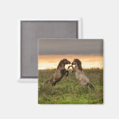 Prancing wilde paarden magneet (Voorkant / Achterkant)