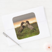 Prancing wilde paarden vierkante sticker (Envelop)