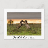 Prangend wild paarden White text briefkaart (Voorkant)