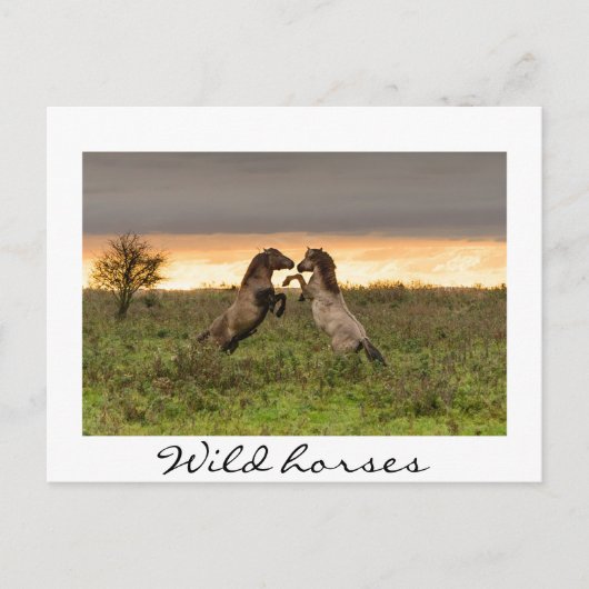 Prangend wild paarden White text briefkaart (Voorkant)
