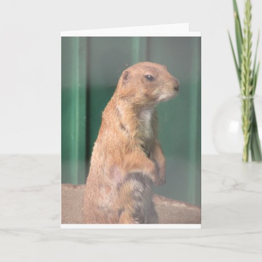 Prarie hond. kaart (Voorkant)