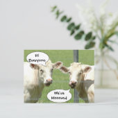 Praten Koeien Verandering van adres Briefkaart (Staand voorkant)