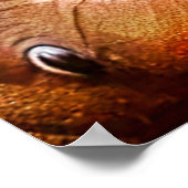 Pratende Afrikaanse grijze papegaai Poster (Hoek)