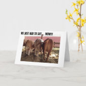 PRATENDE KOEIEN MAKEN EEN GEWELDIGE KAART VOOR DE  (Gele Bloem)