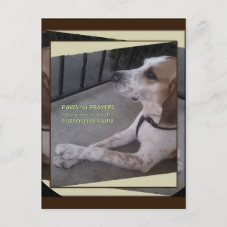 Prayer Dog Paws Briefkaart