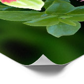 Prayer of St Francis with Iceplant Lijst Poster (Hoek)