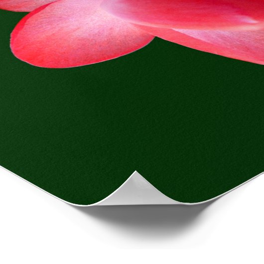 Prayer van St Francis met kerstcactus-grens Poster (Hoek)