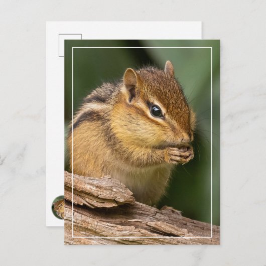 Prayerful Chipmunk Briefkaart (Voorkant / Achterkant)
