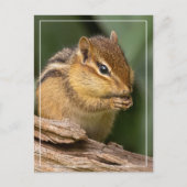 Prayerful Chipmunk Briefkaart (Voorkant)