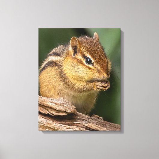 Prayerful Chipmunk Canvas Afdruk (Voorkant)