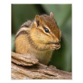 Prayerful Chipmunk Foto Afdruk (Voorkant)