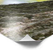 Praying Chipmunk Foto Afdruk (Hoek)