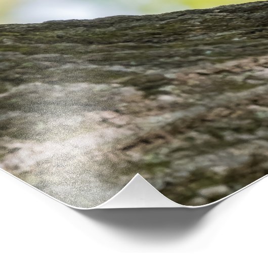 Praying Chipmunk Foto Afdruk (Hoek)