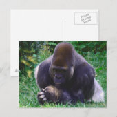 Praying Gorilla Post Card Briefkaart (Voorkant / Achterkant)