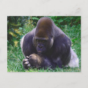 Praying Gorilla Post Card Briefkaart