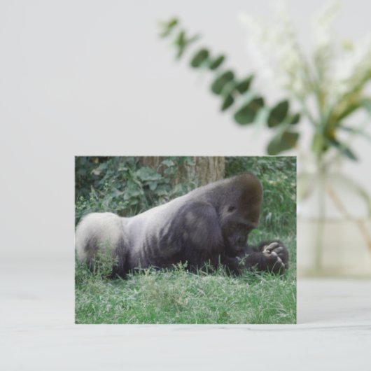 Praying Gorilla Post Card Briefkaart (Staand voorkant)