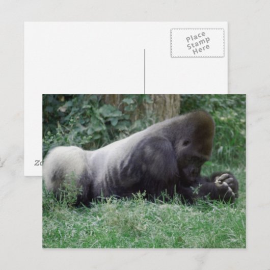 Praying Gorilla Post Card Briefkaart (Voorkant / Achterkant)