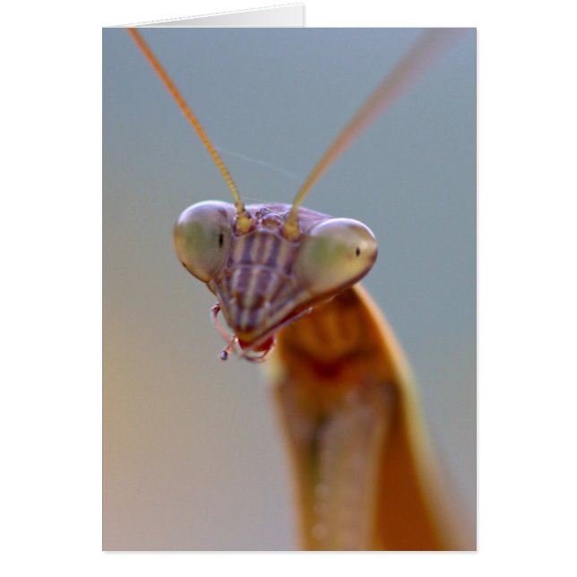 Praying Mantids (Voorkant)