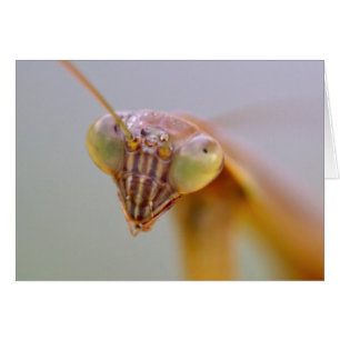 Praying Mantids