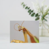 Praying Mantids Briefkaart (Staand voorkant)