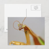Praying Mantids Briefkaart (Voorkant / Achterkant)