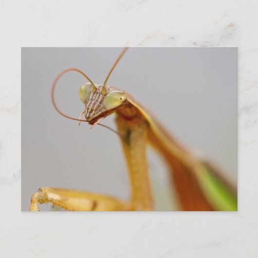 Praying Mantids Briefkaart (Voorkant)