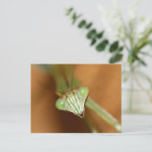 Praying Mantids Briefkaart (Staand voorkant)