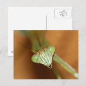 Praying Mantids Briefkaart (Voorkant / Achterkant)