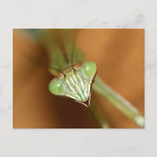Praying Mantids Briefkaart (Voorkant)
