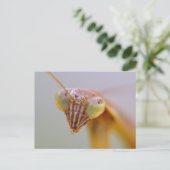 Praying Mantids Briefkaart (Staand voorkant)