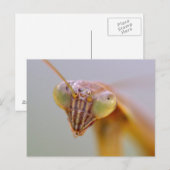 Praying Mantids Briefkaart (Voorkant / Achterkant)