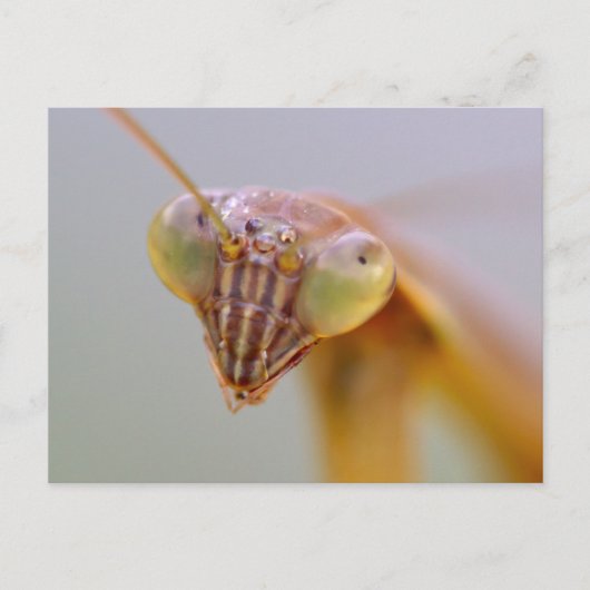 Praying Mantids Briefkaart (Voorkant)