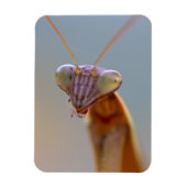 Praying Mantids Magneet (Verticaal)