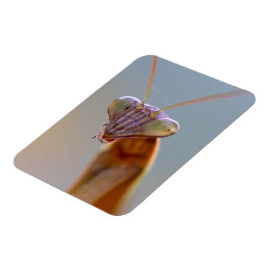 Praying Mantids Magneet (Linkerzijde)
