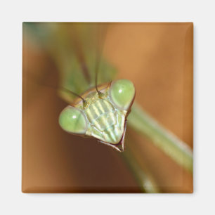 Praying Mantids Magneet