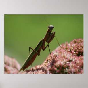 Praying Mantids Poster
