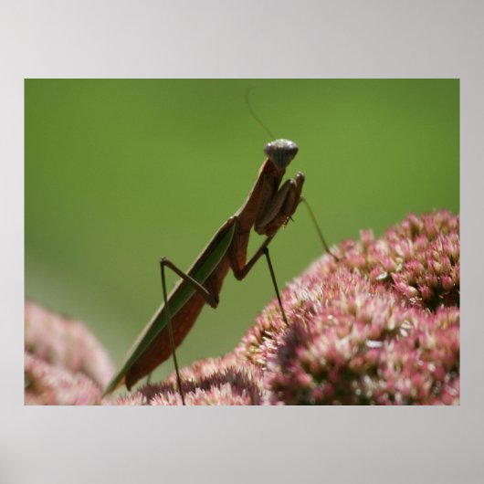 Praying Mantids Poster (Voorkant)