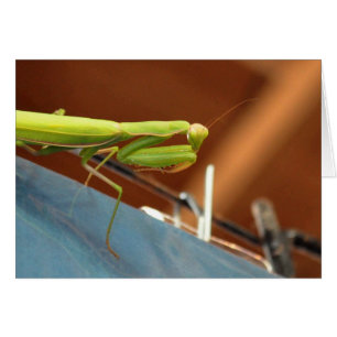 Praying Mantis