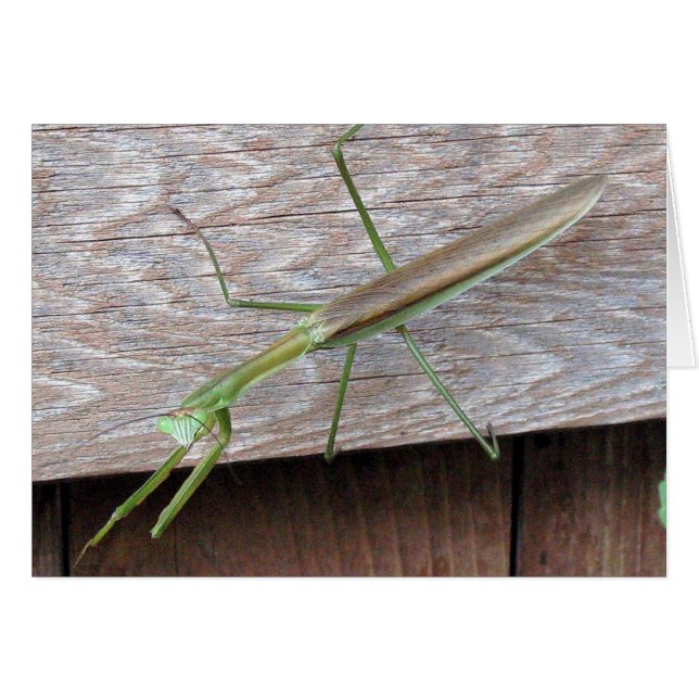 Praying Mantis (Voorkant Horizontaal)