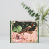 Praying Mantis 64 ~ briefkaart (Staand voorkant)