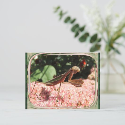 Praying Mantis 64 ~ briefkaart (Staand voorkant)