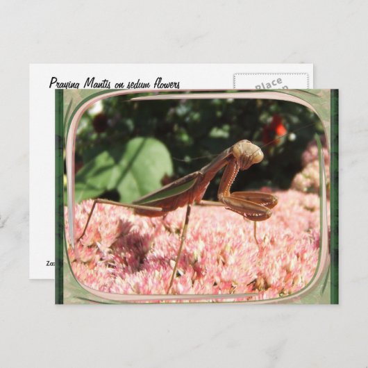 Praying Mantis 64 ~ briefkaart (Voorkant / Achterkant)