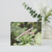 Praying Mantis Briefkaart (Staand voorkant)