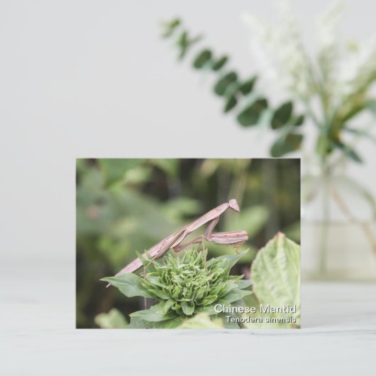 Praying Mantis Briefkaart (Staand voorkant)