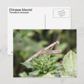 Praying Mantis Briefkaart (Voorkant / Achterkant)