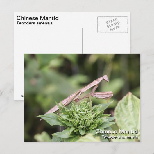 Praying Mantis Briefkaart (Voorkant / Achterkant)