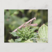 Praying Mantis Briefkaart (Voorkant)